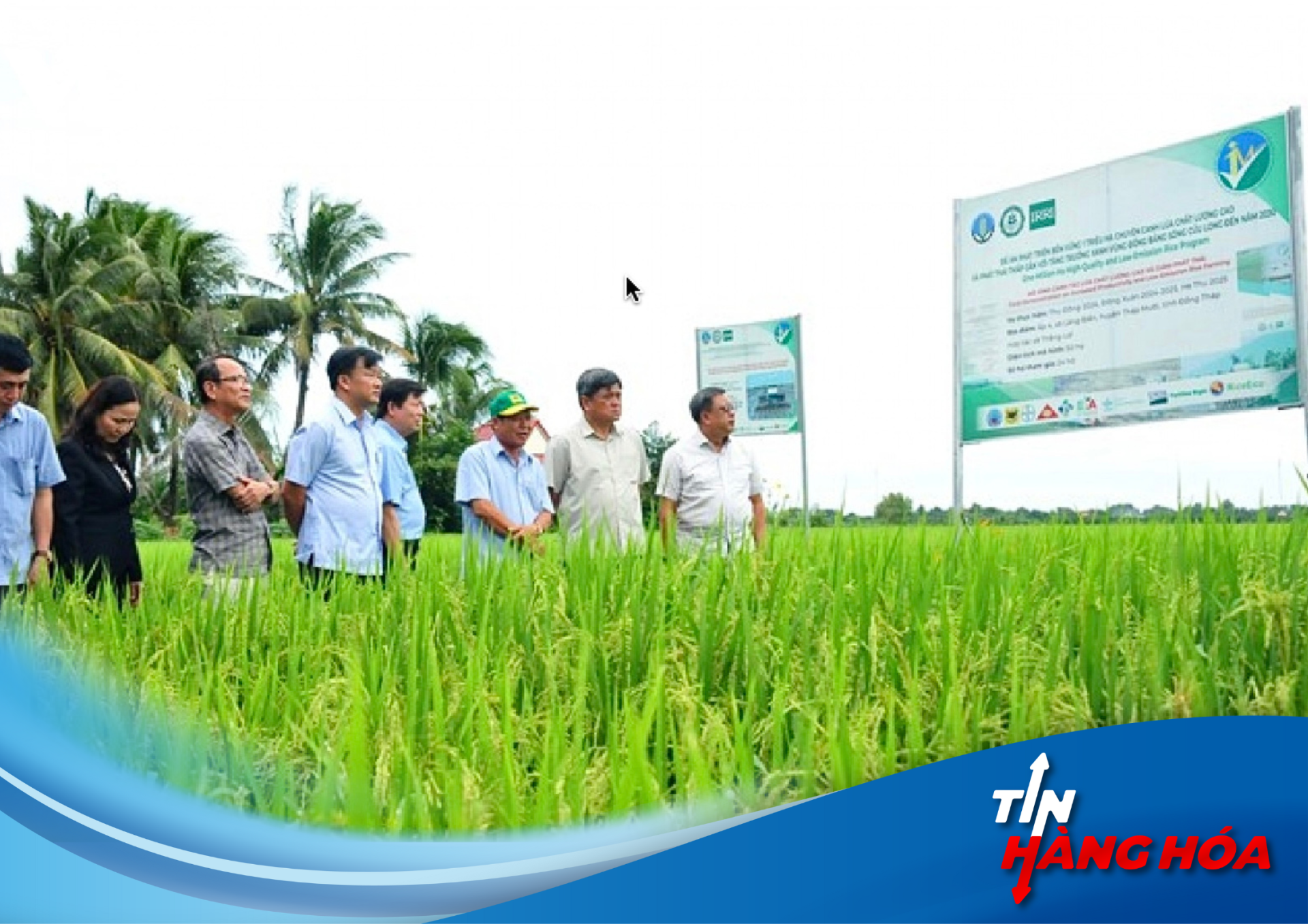 Giảm phát thải, lúa gạo xanh mang lại thu nhập cao cho nông dân